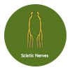 Sciatic Nerves